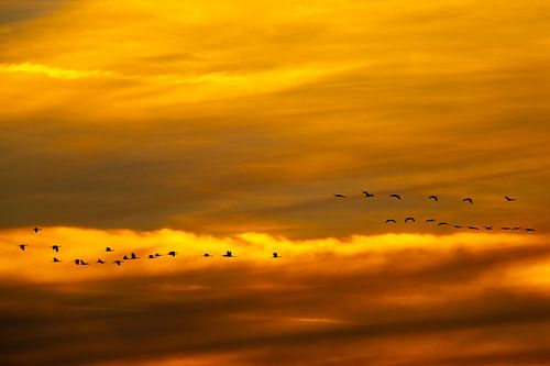 Grue cendrée volant dans un coucher de soleil en automne