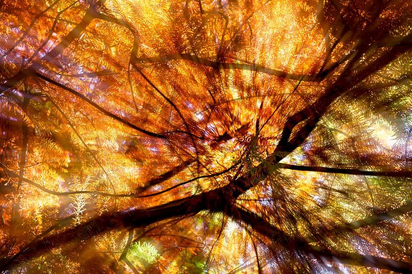 Herfst....de zon breekt door in het bos van Eugene Winthagen