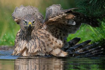 Juveniele havik op de Lemelerberg van Wim van der Meule