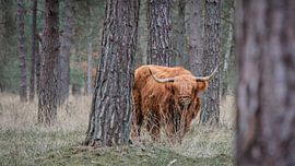 Schotse Hooglander van Remco de Jonge Photogaphy