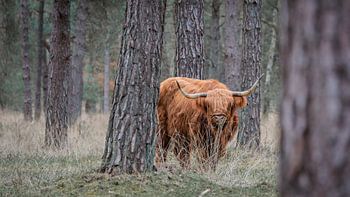 Schottischer Hochlandrind