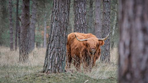 Schottischer Hochlandrind