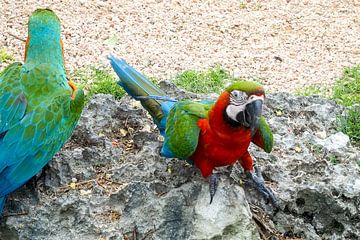 Kleurrijk tropisch wild - levende papegaaien, pauwen en apen in een weelderige jungle. van Miriam Schwarzfischer Fotografie
