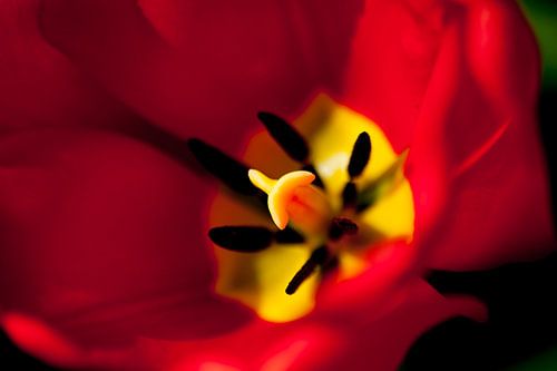 Closeup van een tulp