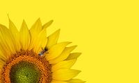 Sunflower with bee by Leny Silina Helmig thumbnail