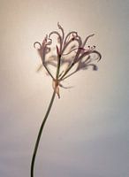 Blume #5