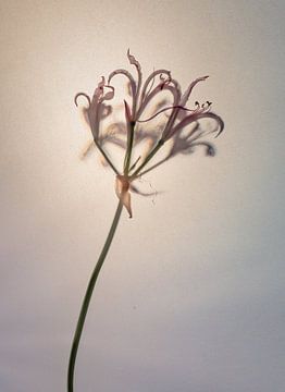 Blume #5 von tim eshuis