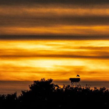 La cigogne se prépare pour la nuit