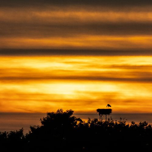 Stork gets ready for the night