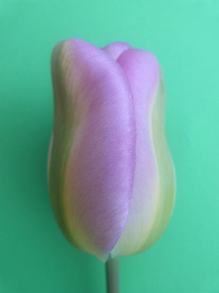 tulp van Ton Horst
