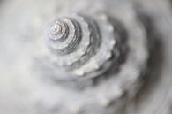 Fossiele slak uit de toren - zachte schoonheid - van Jiri Viehmann thumbnail