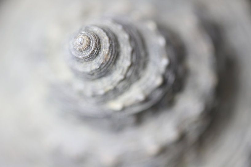 Fossiele slak uit de toren - zachte schoonheid - van Jiri Viehmann