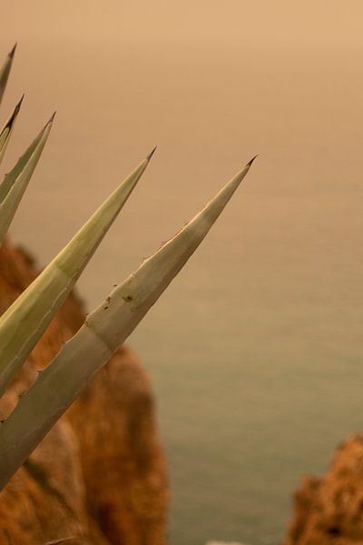 warm Algarve Ocean by Alica Semle