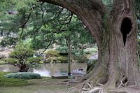 Contrast - large and small pine tree