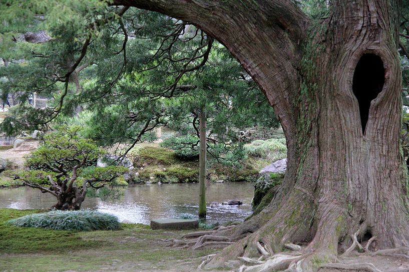 Contrast - large and small pine tree by Ioanna Stavrakaki