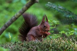 Squirrel by Merijn Loch