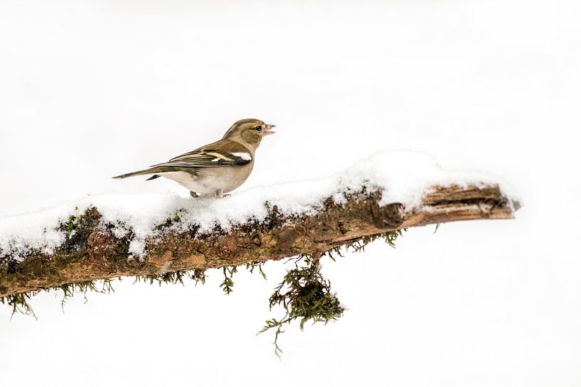 Finch in the snow by Albert Beukhof