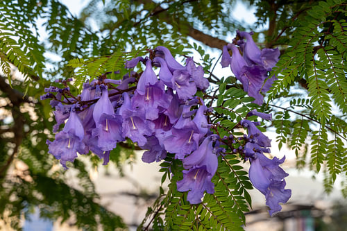 Violette Jacaranda-Blüten im sanften Tageslicht