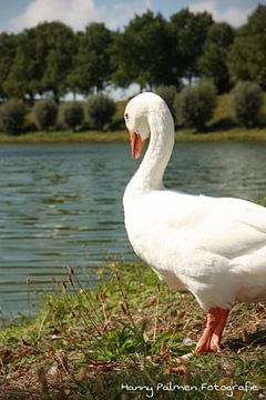 Ik wil een zwaan zijn! I wanna be a swan by Hanny Palmen