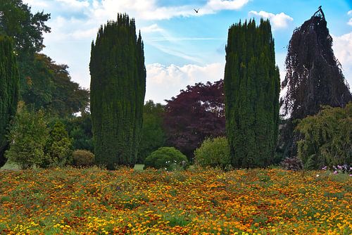 Oranje en donkerrode gekleurde afrikaantjes en hagen in de tuin