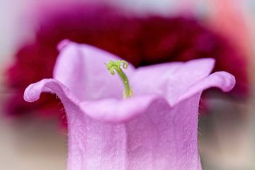 Campanula sur Rob Boon