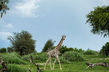 Giraffe in Makgadikgadi National park - Botswana by Paula Romein