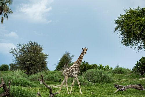 Giraffe im Makgadikgadi-Nationalpark - Botsuana