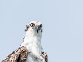 Fischadler von Hennie Zeij