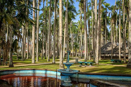 Palmengarten, Paramaribo, Surinam von Patricia Hofmeester