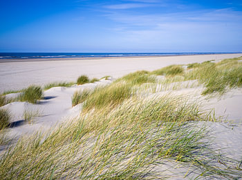 Dünenlandschaft auf Juist