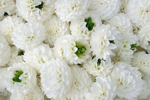 Dahlias citrouille blanc orné