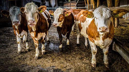 Melkkoeien in de stal