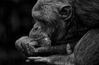 Chimpansee zit te denken. von Renate Peppenster Miniaturansicht