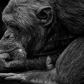 Chimpansee zit te denken. van Renate Peppenster