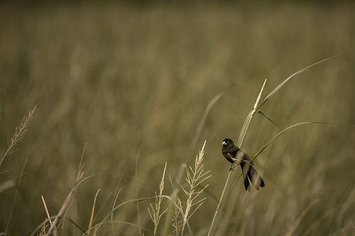 Warten auf eine Chance