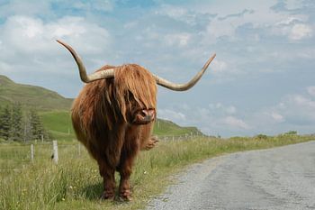 Hochlandkuh - Schottischer Hochländer