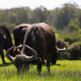 Buffels in Kragga Kamma van Paul Gerard