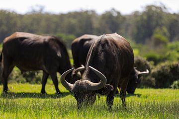 Buffels in Kragga Kamma van Paul Gerard