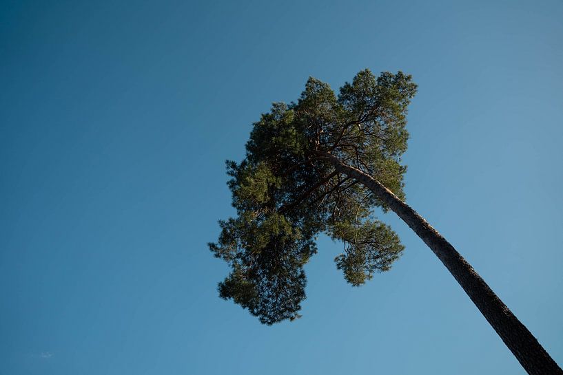 Baum von Daphne Jonkers