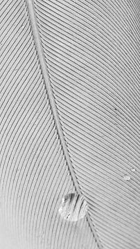 Macro van witte veer met druppel van Tesstbeeld Fotografie