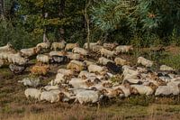 Schaapskudde Exloo grazend op de Drentse heide.