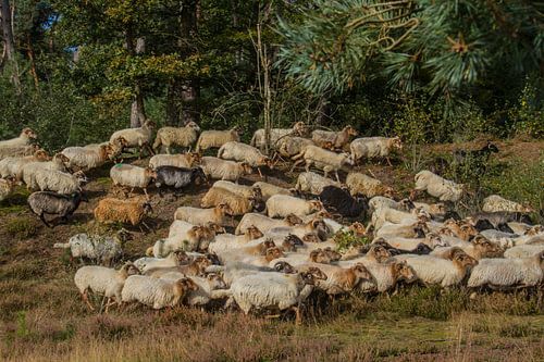 Troupeau de moutons d'Exloo paissant sur la lande de Drentse.