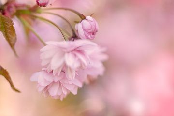 Blossom of the Japanese cherry by KB Design & Photography (Karen Brouwer)