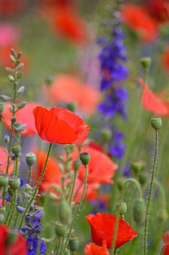 Klaproosjes temidden van riddersporen