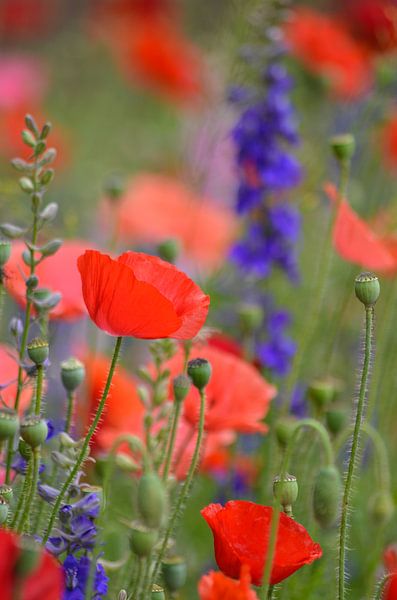 Klaproosjes temidden van riddersporen by Yvonne van der Meij