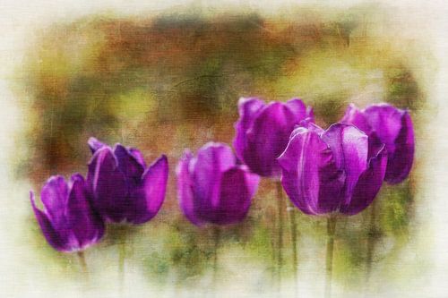 Paarse tulpen