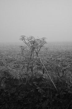 Riesenbärenklau im Nebel