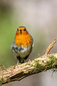 Rotkehlchen (Erithacus rubecula)