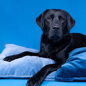 Schwarzer Labradorhund auf blauem Kissen liegend