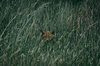 Baby fox in the grass